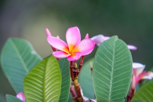 Pink frangipani in garden - Australian Stock Image