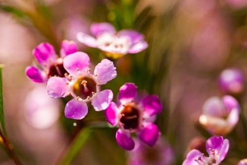 Pink Geraldton wax flowers