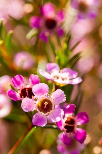 Pink Geraldton wax flowers - Australian Stock Image
