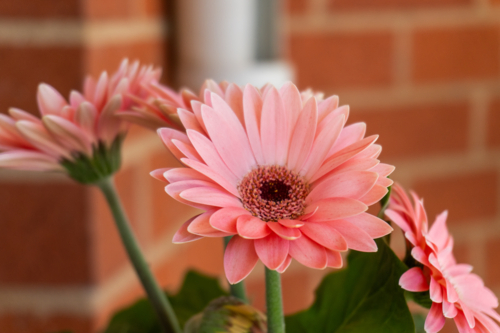 Pink Gerberas - Australian Stock Image