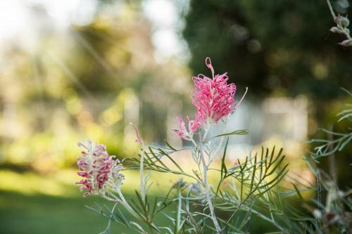 Pink grevillea flowers in the early morning