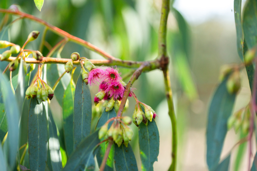 Pink gum blossom flowering amongst green blue eucalyptus leaves hanging from twig - Australian Stock Image
