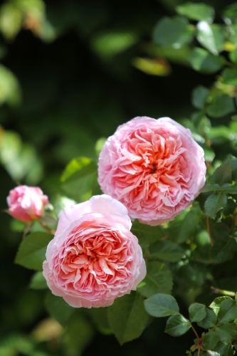 Pink heritage rose in open garden