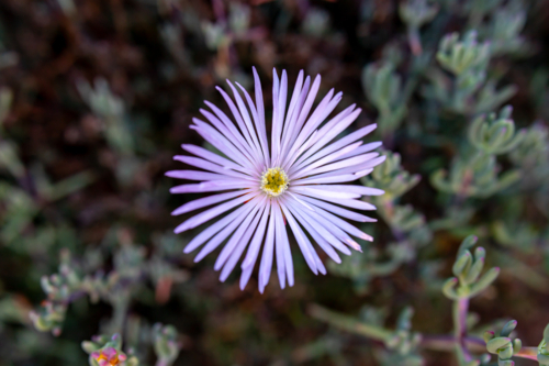pink lampranthus flower - Australian Stock Image