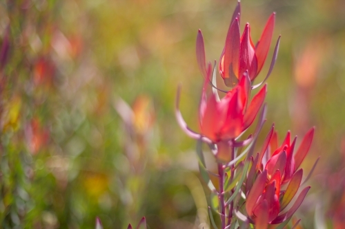 pink leaves of leucadendron plant