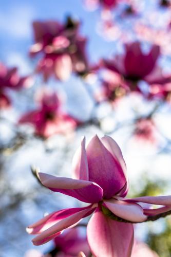 Pink Magnolia Flowers in Bloom - Australian Stock Image