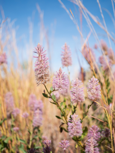 Pink Mulla Mulla (Ptilotus exaltatus) blooming among tall golden native grasses - Australian Stock Image