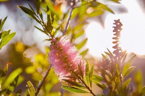 Pink native bottlebrush flowers on bush in afternoon light - Australian Stock Image