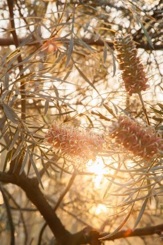 Pink orange grevillea flowers on a bush with sunlight shining through - Australian Stock Image