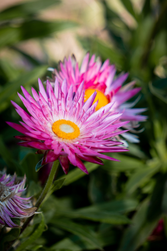 Pink Paper Daisy - Australian Stock Image