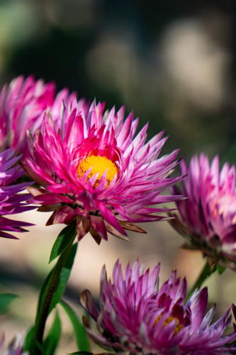 Pink Paper Daisy - Australian Stock Image