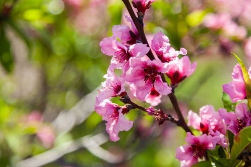 Pink peach tree flower blossoms - Australian Stock Image