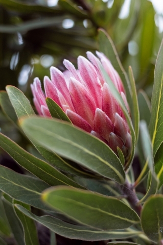 Pink protea flower blooming in the garden