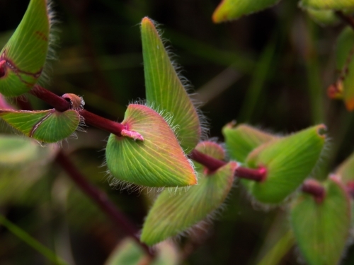 Pink rimmed and hairy Leucopogon leaves on a dark background - Australian Stock Image
