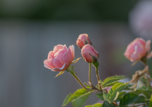 Pink rose and rose buds on green stalks with a blurred background - Australian Stock Image
