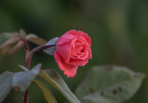 Pink rose - Australian Stock Image