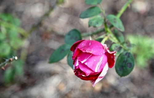 Pink rose.  Rose.