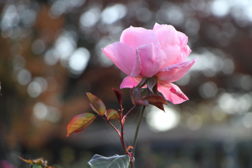 Pink rose with bokeh background - Australian Stock Image