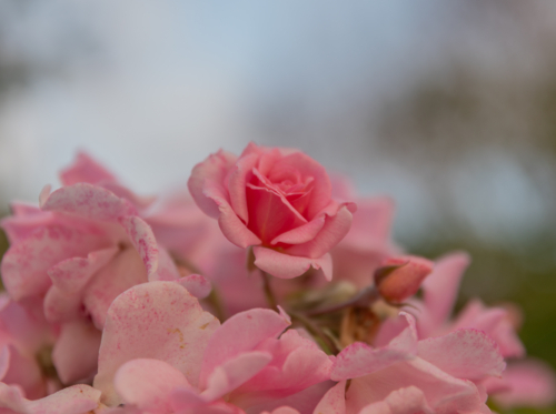 Pink roses in a cottage garden - Australian Stock Image
