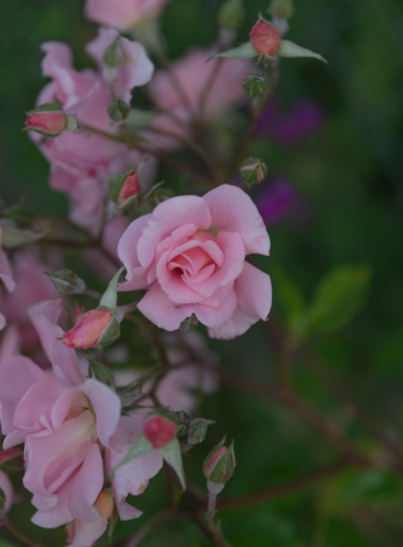 Pink roses in a country garden - Australian Stock Image