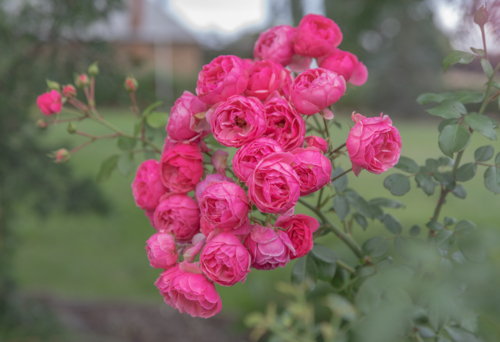 Pink roses in a country garden with green leaves against green grass - Australian Stock Image