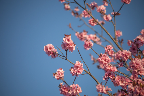 Pink spring blossoms against a blue sky - Australian Stock Image