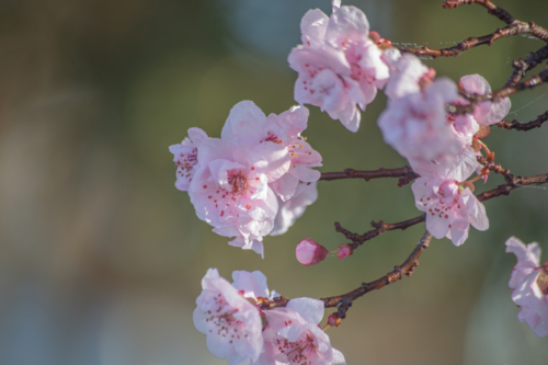 Pink spring blossoms - Australian Stock Image