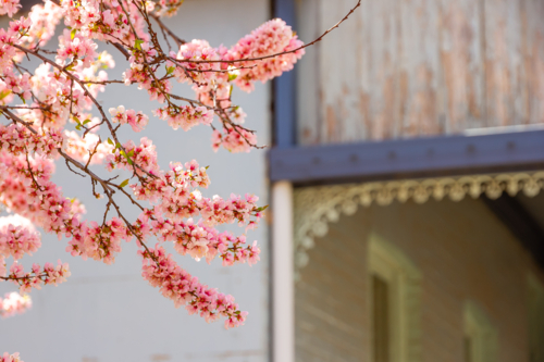 Pink spring blossoms with wrought iron verandah on an old country home - Australian Stock Image