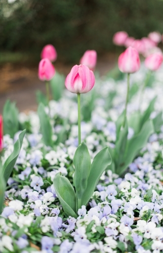 Pink tulip in garden flowerbed