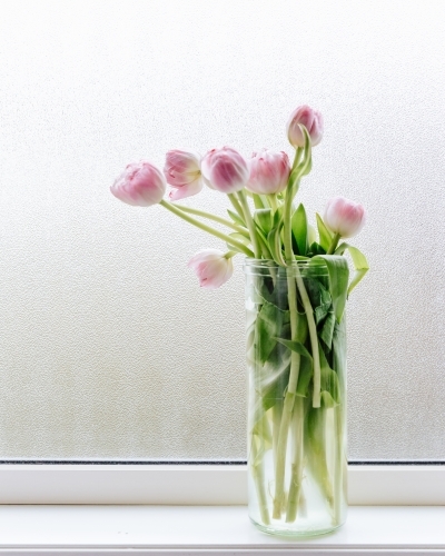 Pink tulips on window sill