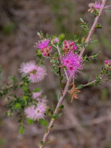 Pink wild flowers (Kunzea) - Australian Stock Image
