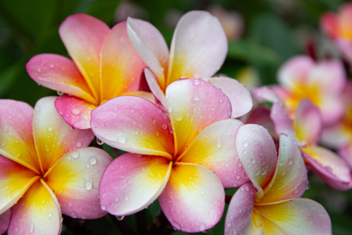 Pink, yellow and white frangipani flowers close-up with soft background - Australian Stock Image