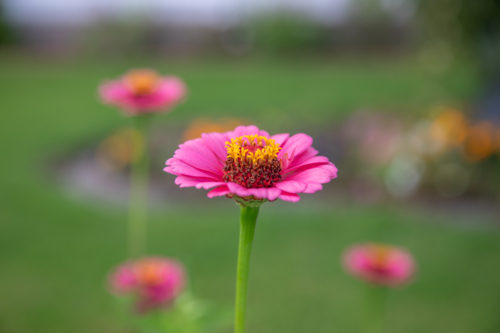 Pink Zinnia flowers in a green field - Australian Stock Image