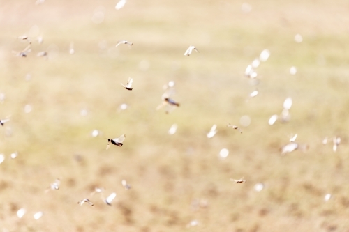 Plague locusts in flight - Australian Stock Image