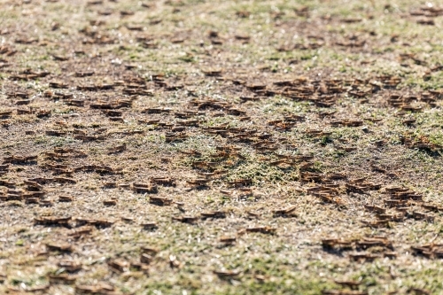 Plague locusts on grass - Australian Stock Image