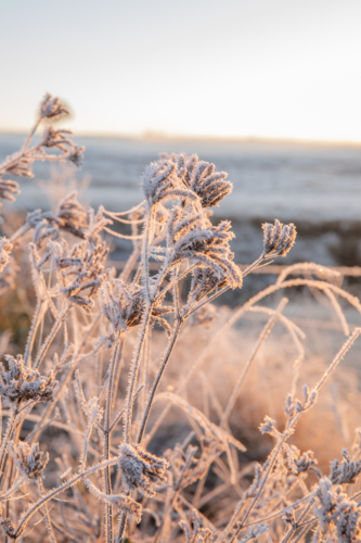 plant covered in frost crystals on a frosty morning in the country - Australian Stock Image