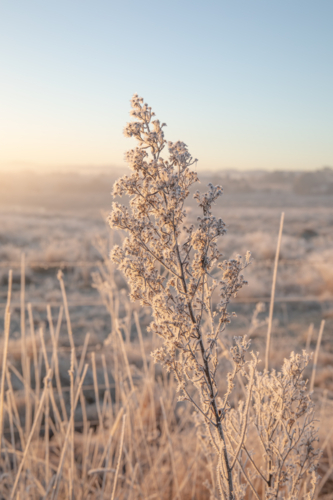plant covered in frost crystals on a frosty morning in the country - Australian Stock Image