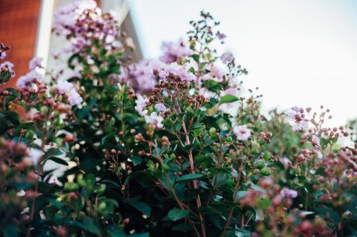 Plant with purple flowers outside apartment block - Australian Stock Image