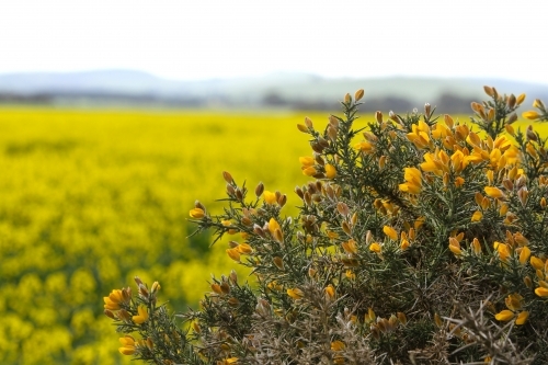 Plant with yellow flowers beside paddocks of canola in flower