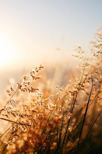 Plants and nature in morning light