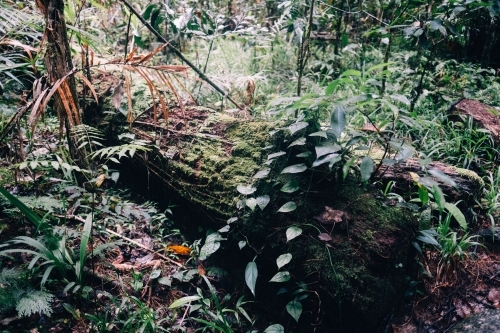 Plants, ferns and moss growing on a fallen log in Mossman Gorge - Australian Stock Image