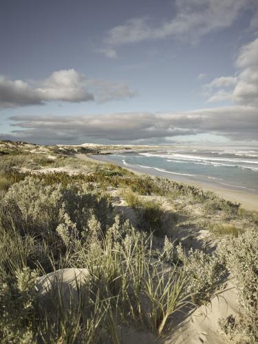 Plants growing in sand dunes beside remote beach - Australian Stock Image