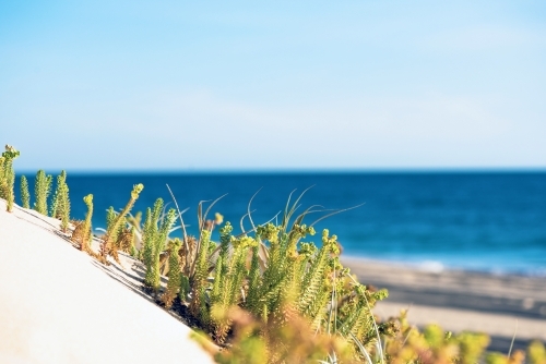 Plants growing on the beach against a sea background - Australian Stock Image