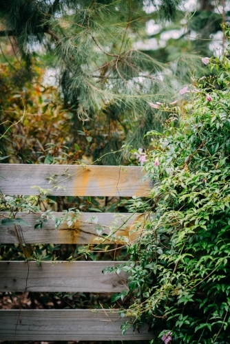 Plants growing over a fence - Australian Stock Image