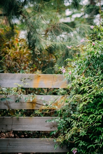 Plants growing over a fence