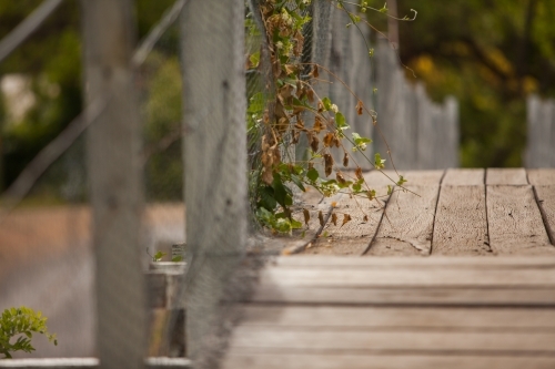 Plants growing over the side of Mitchell St Bridge - Australian Stock Image