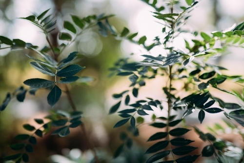 Plants in the garden - Australian Stock Image