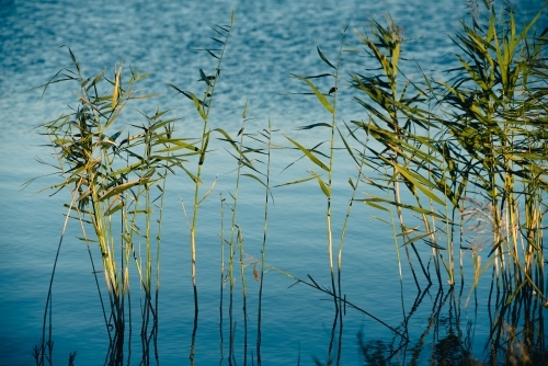 Plants in the water - Australian Stock Image
