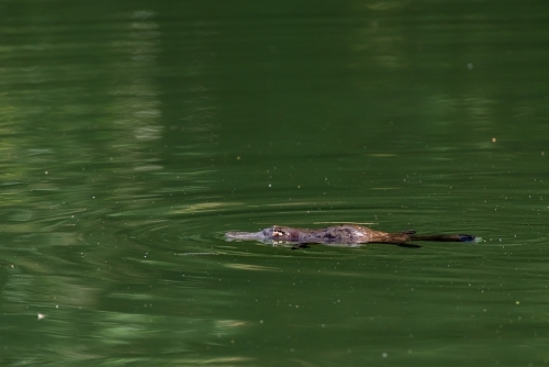 Platypus (Ornithorhynchus anatinus) floating in river - Australian Stock Image