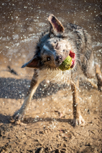 Playful dog shaking off water while holding a tennis ball in its mouth. - Australian Stock Image